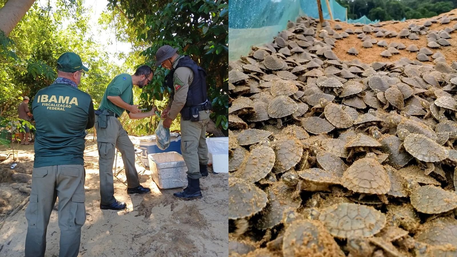 Ibama aplica R$ 135 mil em multas por crimes ambientais em Goiás